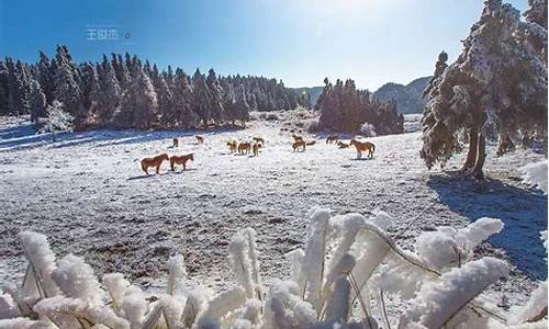 仙女山旅游攻略冬季_仙女山旅游攻略冬季景